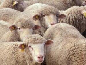 Фермер: От 500 до 1000 овце се унищожават всяка седмица у нас