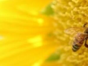 Изплащат още 260 хил. лева по пчеларската програма