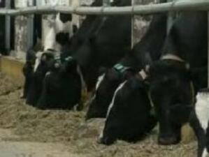 Крави с чипове и автоматични чесалки във великотърновска ферма