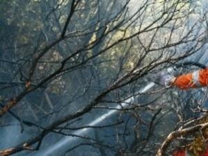 ЕП призова за по-адекватни мерки в борбата с горските пожари