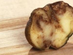 Разгадаха генома на причинителя на Ирландския картофен глад