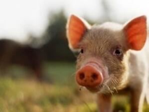 Откриха вирус на класическа чума по свинете при умряло диво прасе в Тутракан