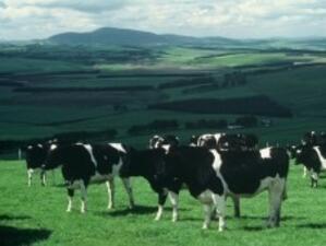 Държавната помощ за млекопроизводителите в ЕС продължава до 2010 г.