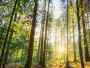 Спират изключването чрез промяна на предназначението на земи от горския фонд