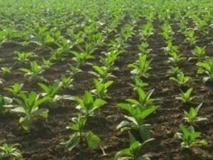 Тютюнопроизводители в Силистра спират производство