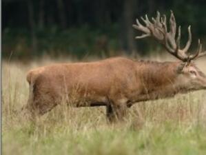 България - предпочитана дестинация за лов на благородни елени