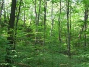 Изкуствени дървета ще събират емисиите въглероден диоксид