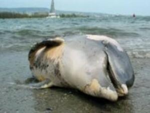 Бум на убити делфини по Южното Черноморие