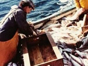 Китайската рибна индустрия е изправена пред европейски проблем