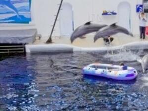 Варненският делфинариум празнува 25-годишен юбилей