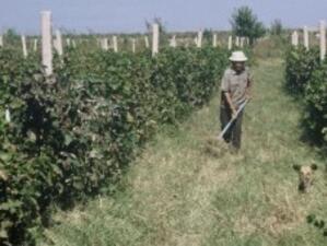 Последеният етап на реформата в лозаро-винарския сектор влиза в сила на 1 август