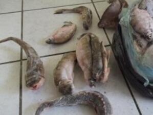 Заловиха 20 килограма незаконна риба в Силистра
