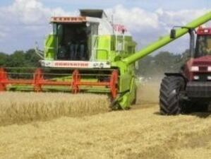 Хлебари предупреждават, че житото ще е много, но лошо