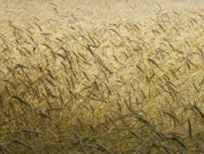 Пожар унижощи 106 декара пшеница в Хасковско