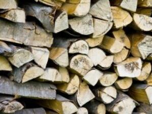 Намаляват таксите за ползване на дървесина от държавния горски фонд