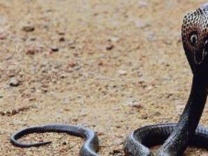 Полицаите в Сиера Леоне водят война със змии