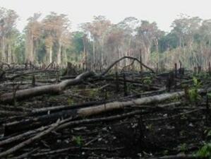 Организации призоваха за незабавно спиране на изсичането на горите