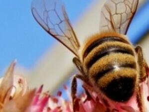 МЗХ мълчи по казус, който тормози пчеларите