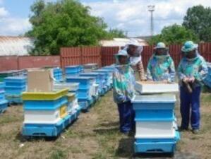 Силистренска фирма прави пчелин с 1000 кошера по проект на ФАР