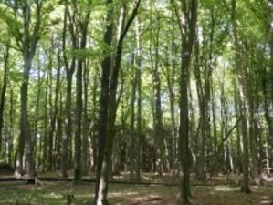 Отпускат 1 млн. лева за залесяване и възстановяване на горите
