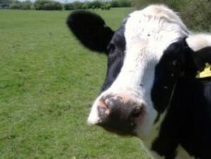 Ниските изкупни цени на млякото ядосаха фермери от 10 европейски държави