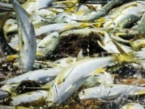 Забраняват риболова в Черно море, река Дунав и вътрешни водоеми