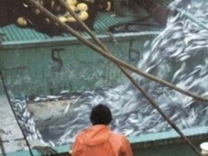 Брюксел намали отново рибните квоти, съкрати и сезона за улов на риба тон