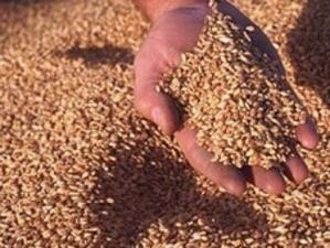 МЗХ прогнозира добра зърнена реколта