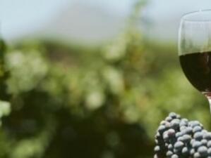До 15 май се приемат документи по програмата за лозаро-винарския сектор