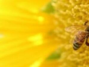 ДФЗ изплаща 582 хил. лева на пчелари