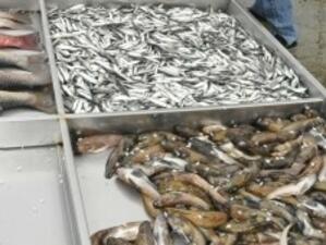 ЕС и САЩ си помагат в борбата с нелегалния риболов