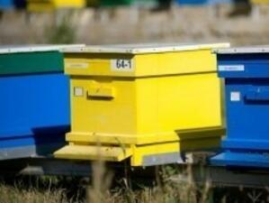 Пестициди, глад и болести най-често морят българските пчели
