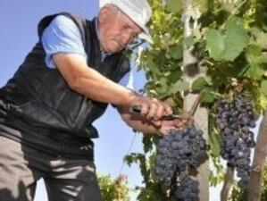 Реколтата от грозде в Югозападна България е добра