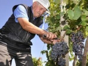 Отчитат 1.1% ръст в износа на вино за полугодието
