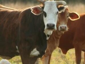 Над 28 млн. лв. изплатени по сметките на животновъдите