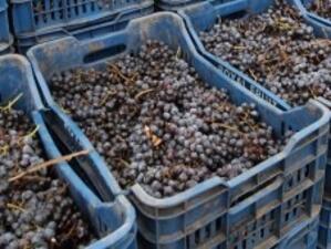 Проверяват производителите на вино за произхода на гроздето