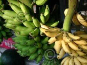 ЕК реши да обжалва решението на СТО за вноса на банани от Южна Америка