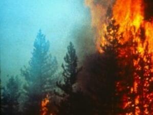 Близо 200 декара гора изгоряха край с. Фролош, Кюстендилско