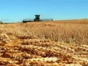 Китайска фирма с интерес към добричките пшеница и люцерна