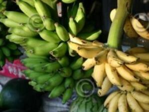 ЕС ще обжалва решението на СТО за вноса на банани в Европа