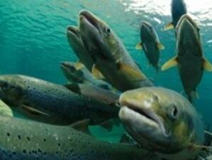 ЕК предлага нови мерки при риболова на сьомга в Балтийско море