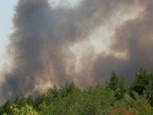 Пожар изпепели 15 декара широколистни дървета в Ивайловградско