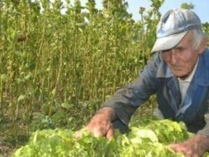 Сушата е на път да съсипе тютюневата реколта в Гоцеделчевско