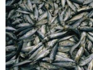 Хърватия ограничава риболова в Адриатическо море