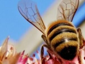 Спира кандидатстването за помощи от Националната програма за пчеларство