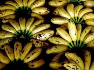 Митническите тарифи на ЕС за внос на банани са в разрез с правилата на СТО