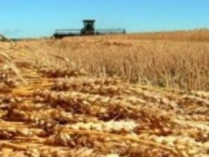 Реколтата от пшеница е по-добра от миналогодишната