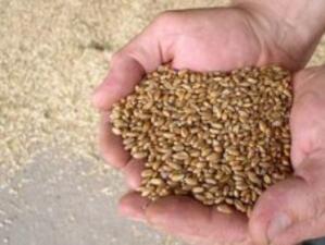 Цената на пшеницата на ССБ е по-висока от миналогодишната