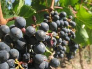 ДФЗ отпуска финансиране на лозари и винопроизводители