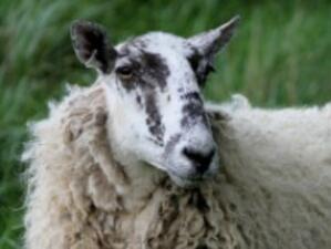 Усвоени са едва една трета от парите за овцевъдство